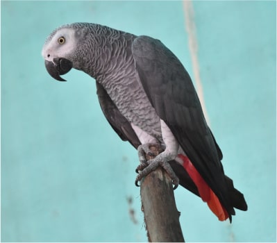 crocos