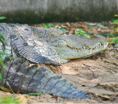 crocos