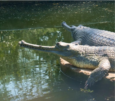 crocos