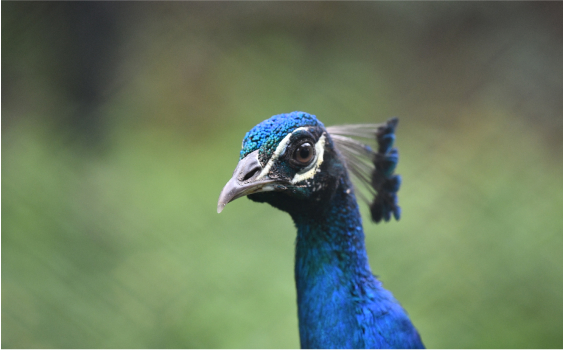 crocos