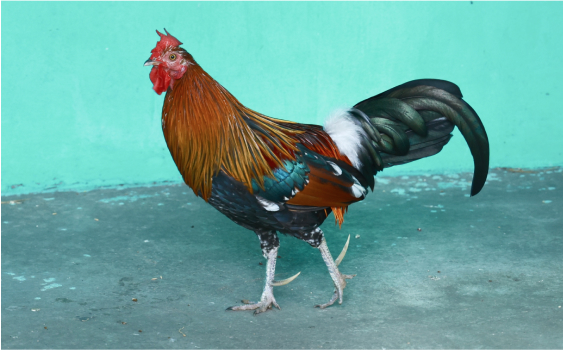 crocos