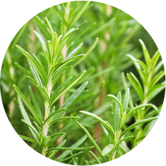 Shrubs