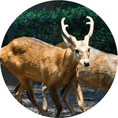 Mammals