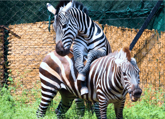 Conservationinitiatives