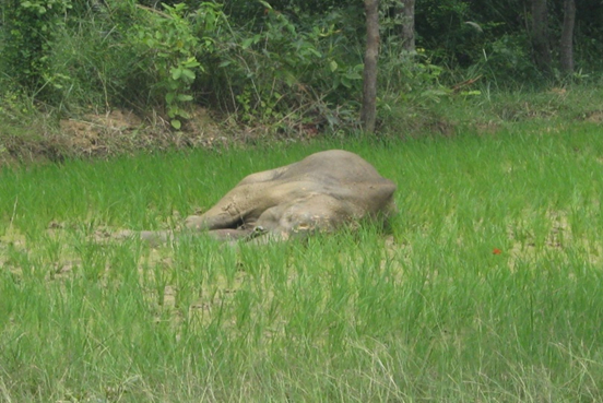 Elephant calf finds refuge at Tata Zoo