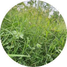 Grasses