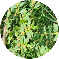 Herbs