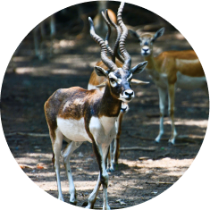 Black Buck 