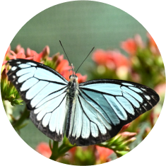 Butterfly Arena