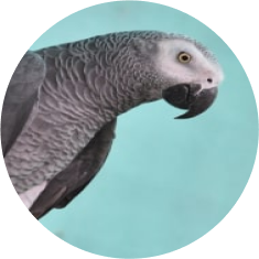 Grey Parrot